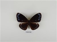 藏品(圓翅紫斑蝶)的圖片